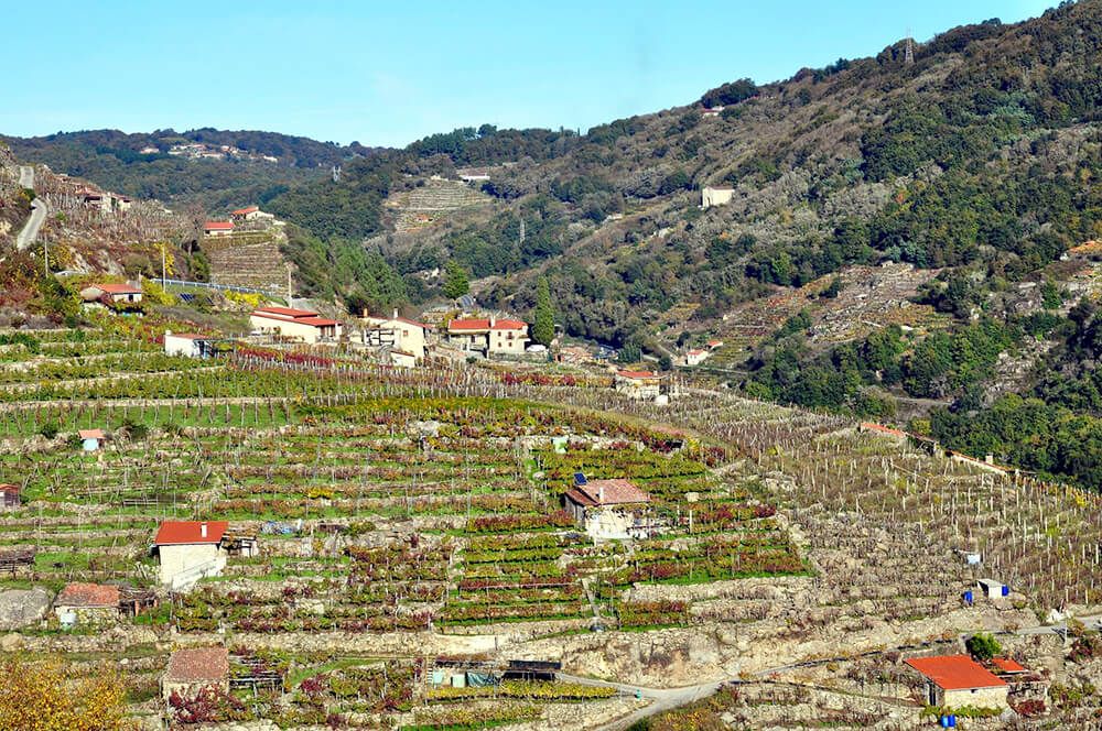 viñedos Ribeira Sacra
